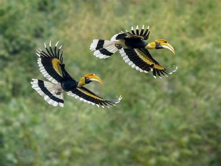Pakhir Khal Bird Sanctuary